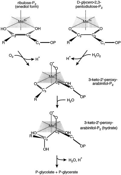 Scheme 2