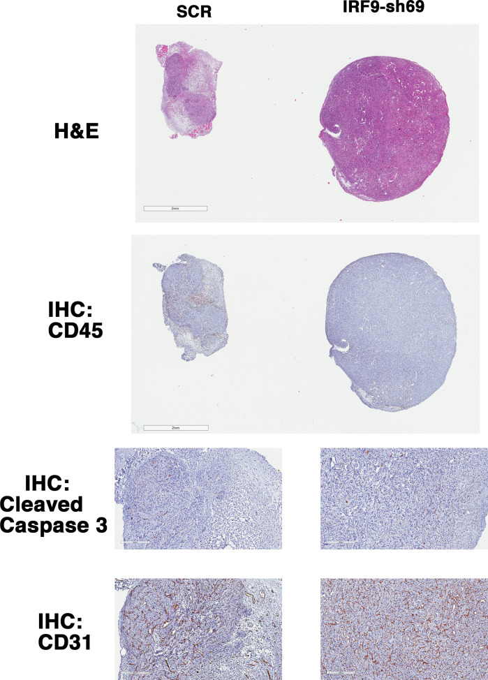 Figure 7—figure supplement 4.