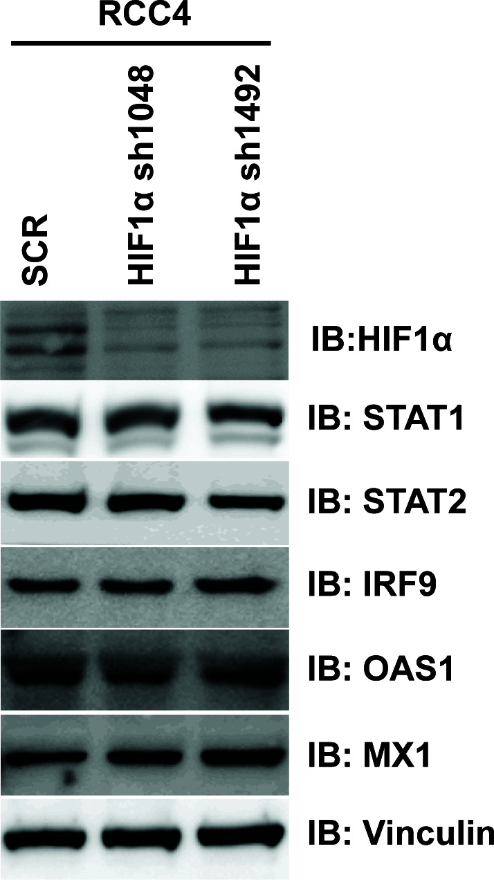 Figure 5—figure supplement 2.