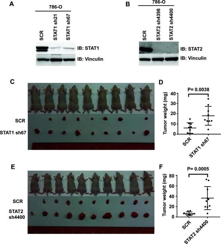 Figure 7—figure supplement 3.