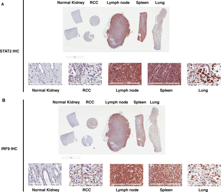 Figure 9—figure supplement 2.