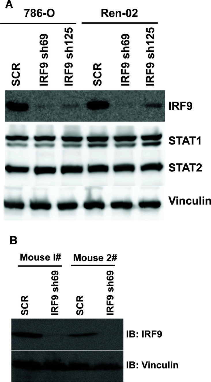 Figure 7—figure supplement 2.