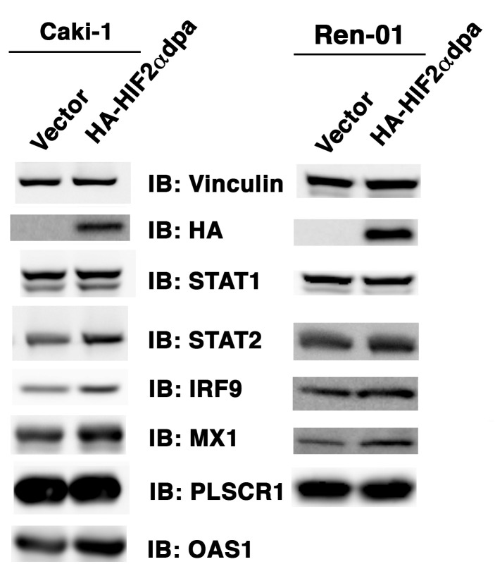 Figure 5—figure supplement 1.