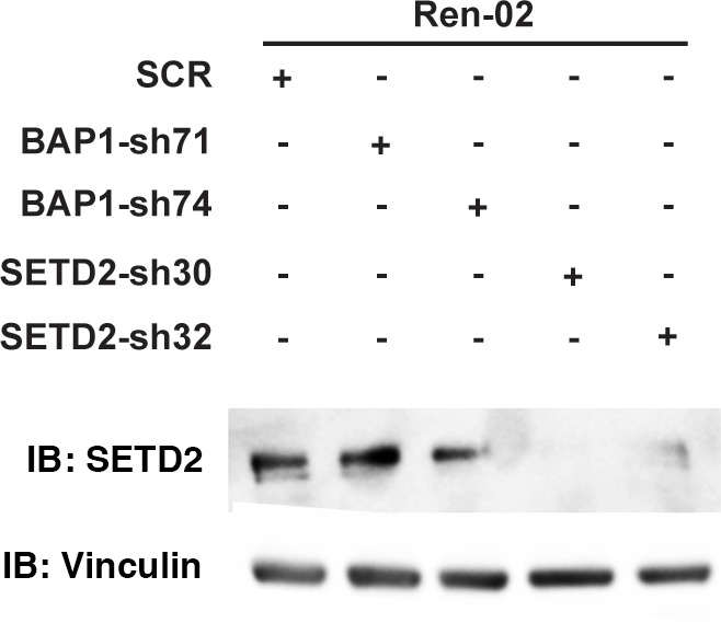 Figure 6—figure supplement 1.