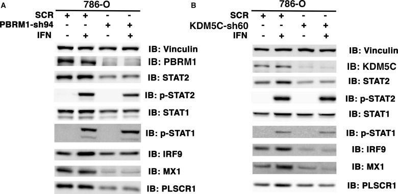 Figure 5—figure supplement 4.