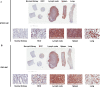 Figure 9—figure supplement 2.