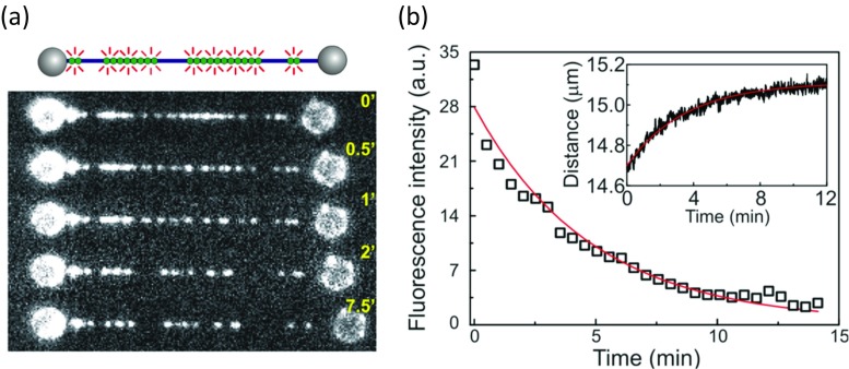 Fig. 13