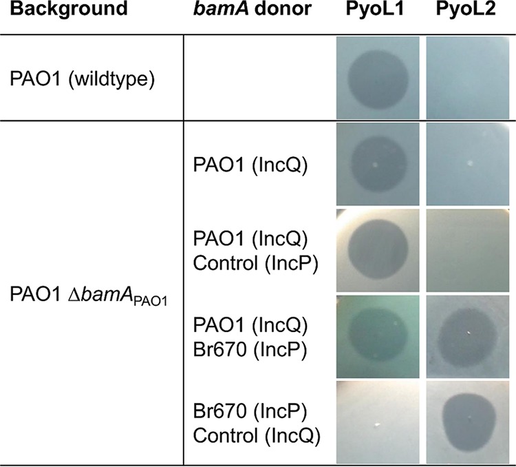 FIG 3 