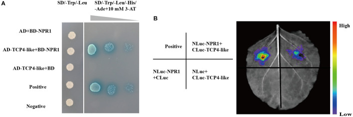 Figure 6