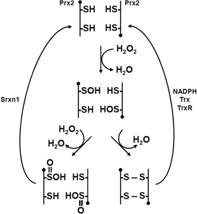 Fig. S1.