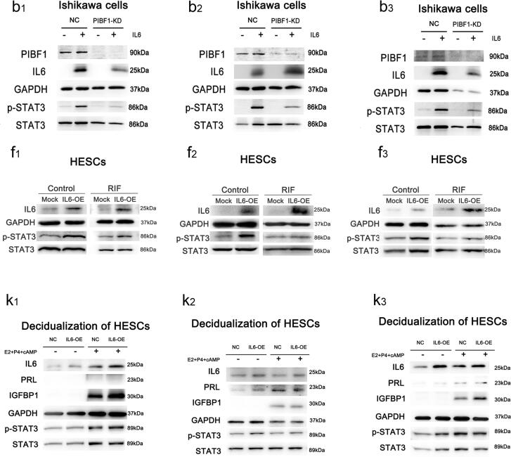 Supplementary figure 10