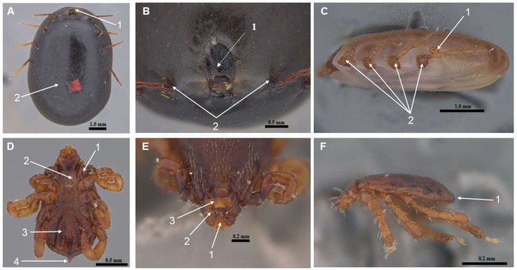 Figure 2