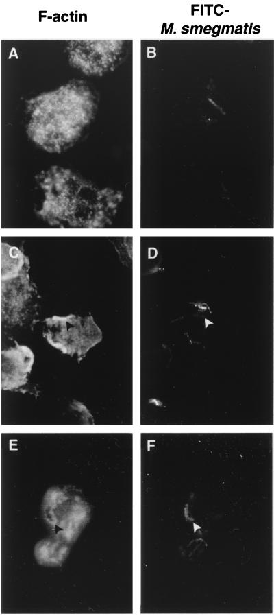 FIG. 5.