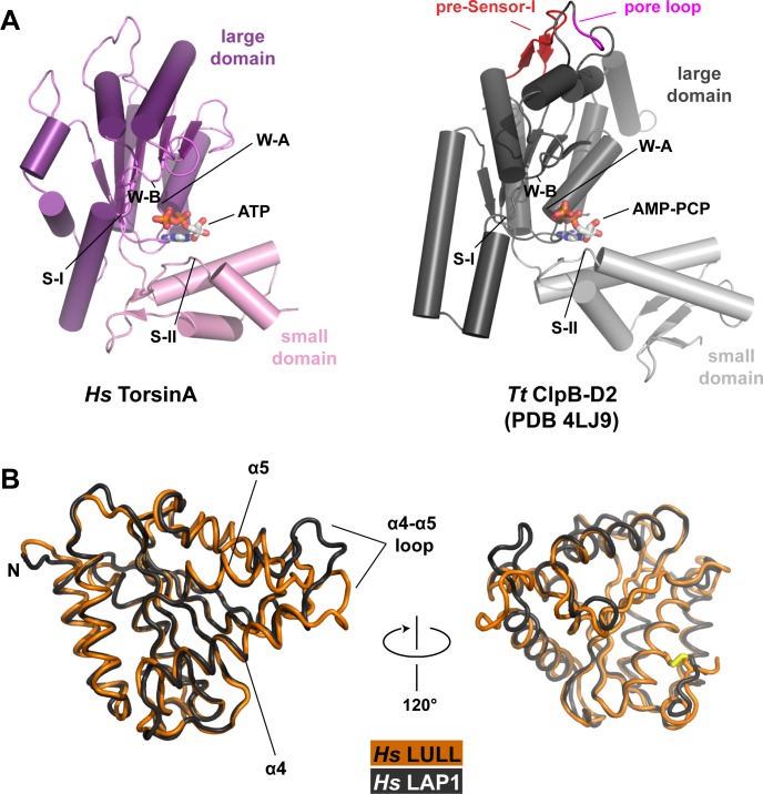 Figure 1—figure supplement 1.