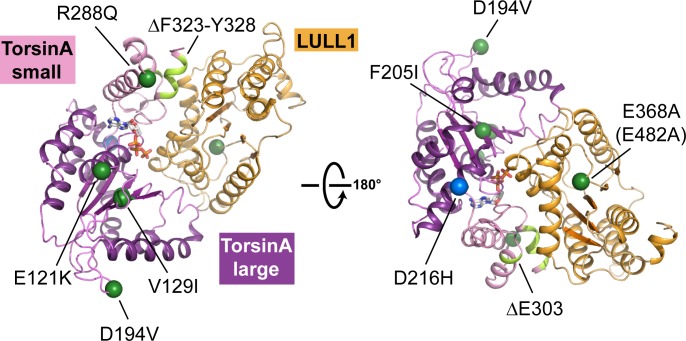 Figure 2—figure supplement 1.