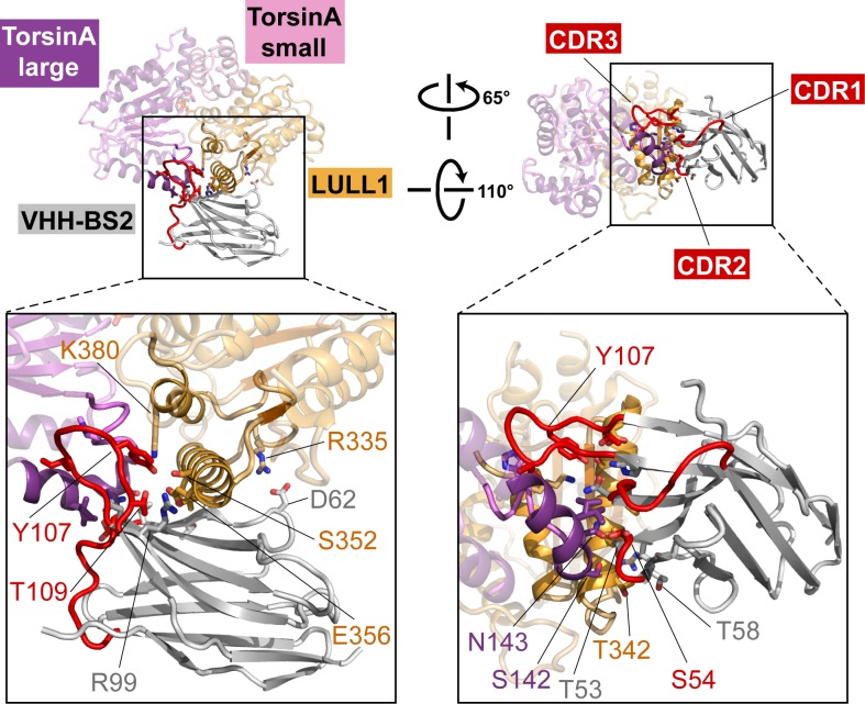 Figure 1—figure supplement 4.