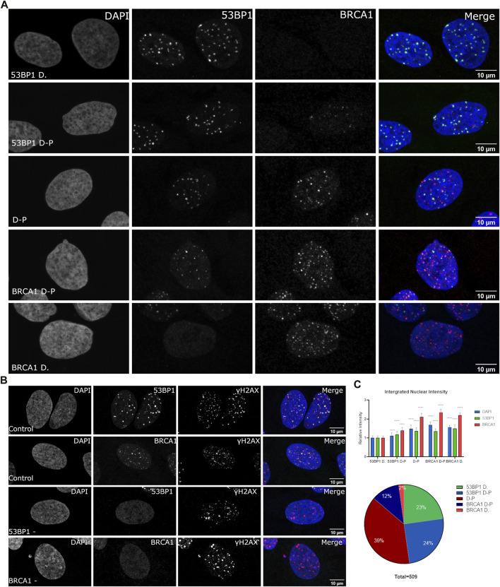 Heterogeneity of Organization of Subcompartments in DSB Repair Foci - PMC