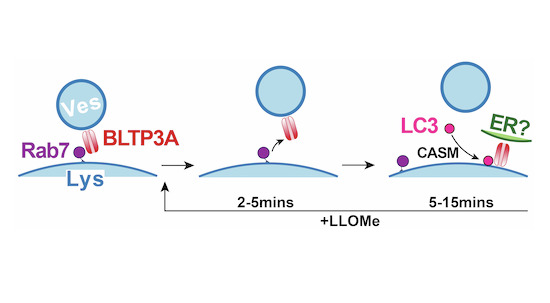 graphic file with name 44318_2025_543_Figa_HTML.jpg