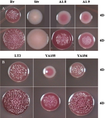 FIG. 1.