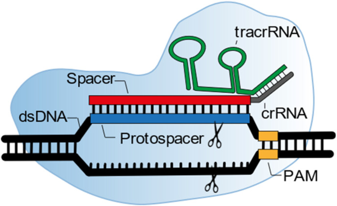 Fig. 2