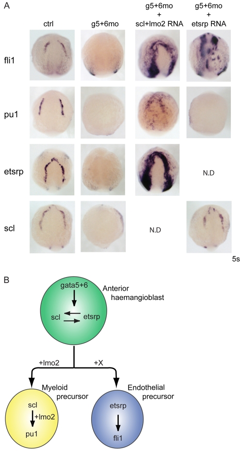 Fig. 5.