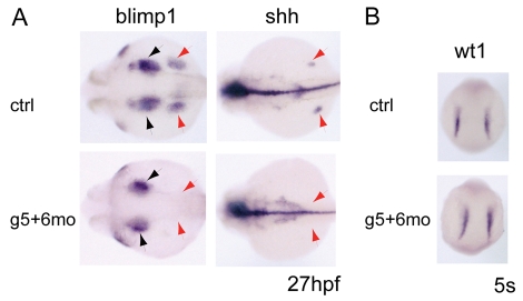 Fig. 6.