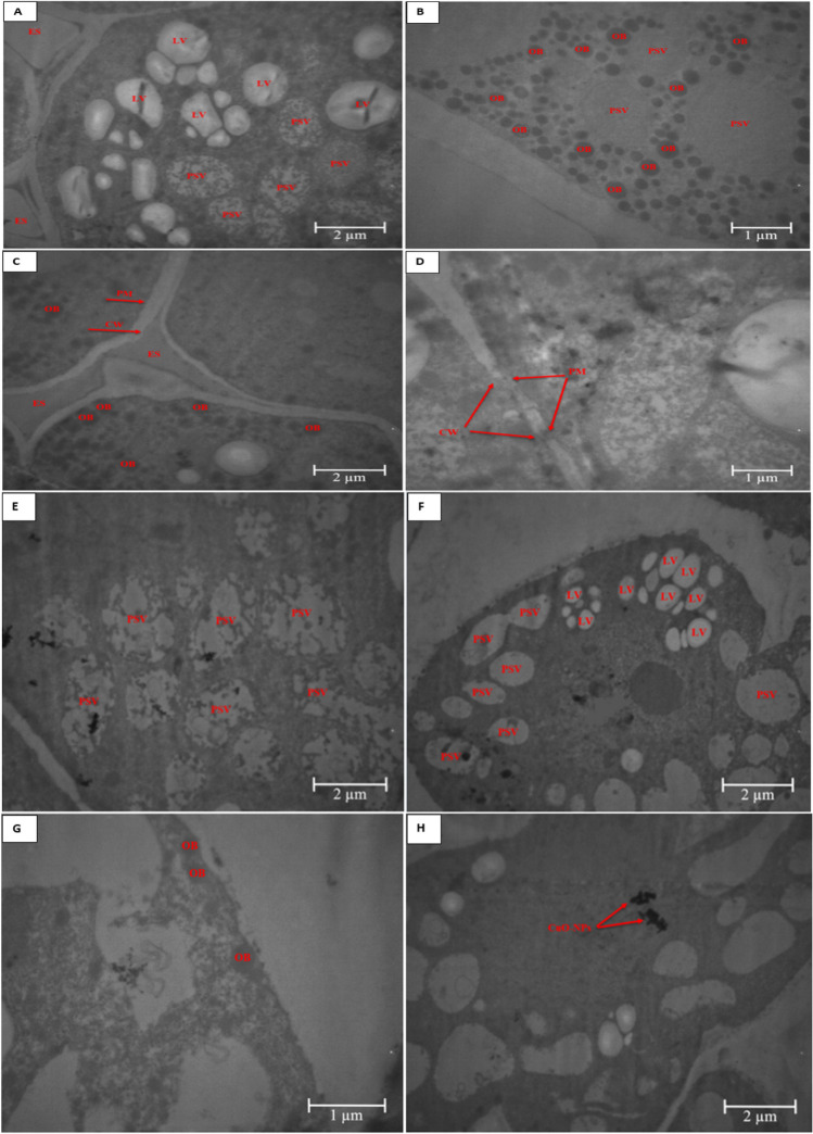 Fig. 6