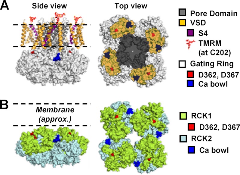 FIGURE 1.