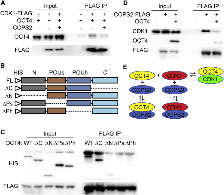 Figure 4