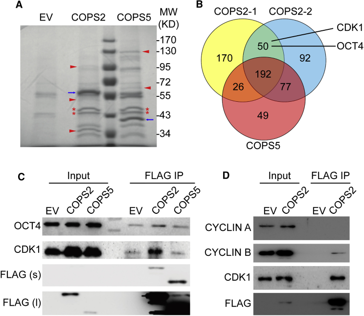 Figure 2