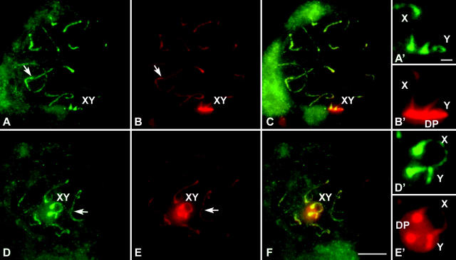 Figure 3.—