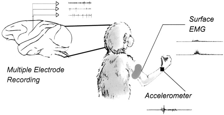 Fig. 1.