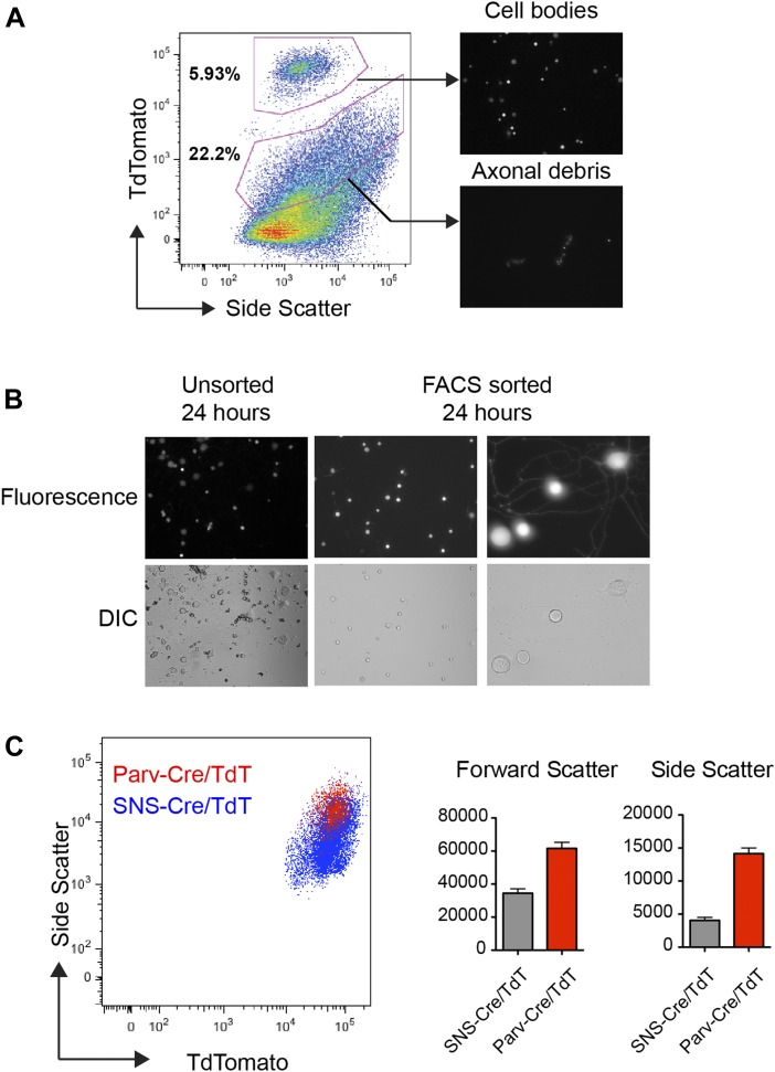 Figure 3—figure supplement 1.