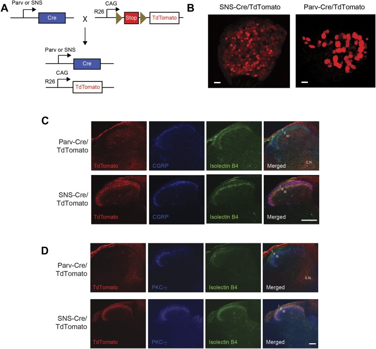 Figure 1—figure supplement 1.