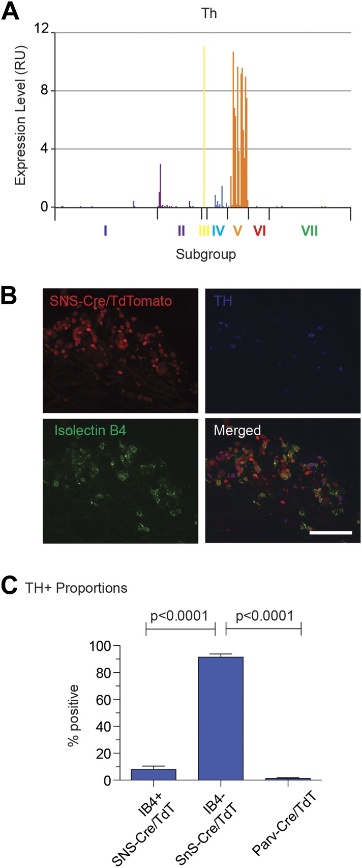 Figure 15—figure supplement 1.