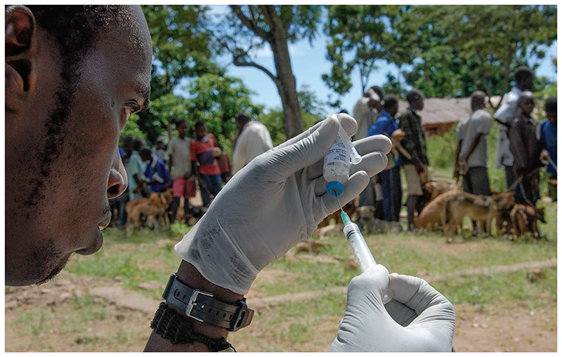 A mass dog rabies vaccination clinic in Tanzania. This makeshift clinic was set up by the Serengeti Health Initiative.