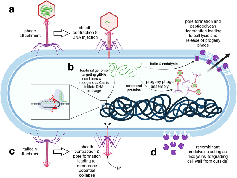 Figure 3.