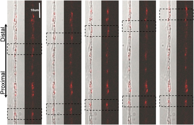 Fig. 4.