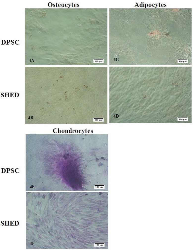 Fig.4