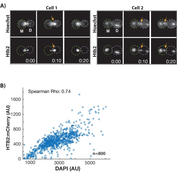 Figure 1—figure supplement 3.