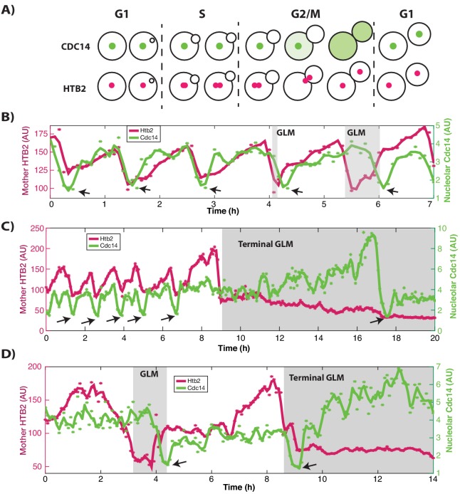 Figure 4—figure supplement 1.