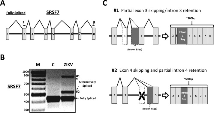 Figure 6.