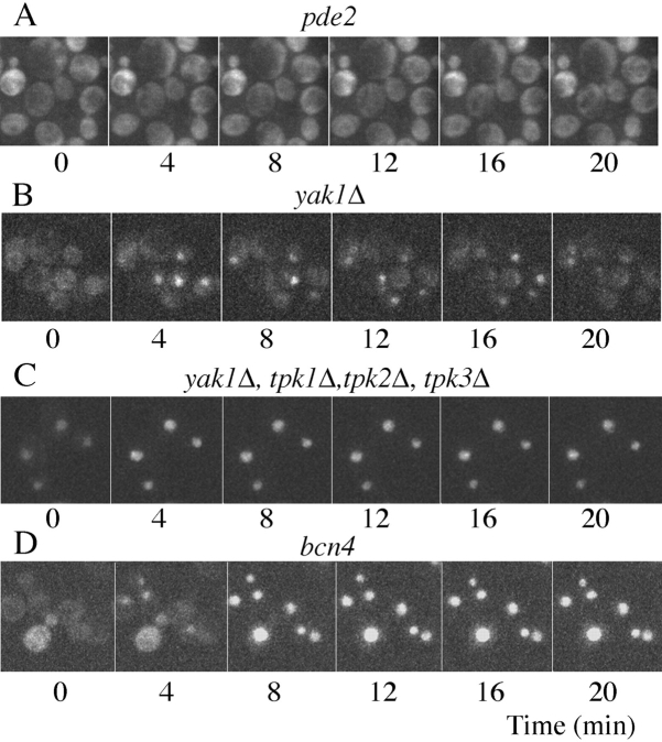 Figure 4.