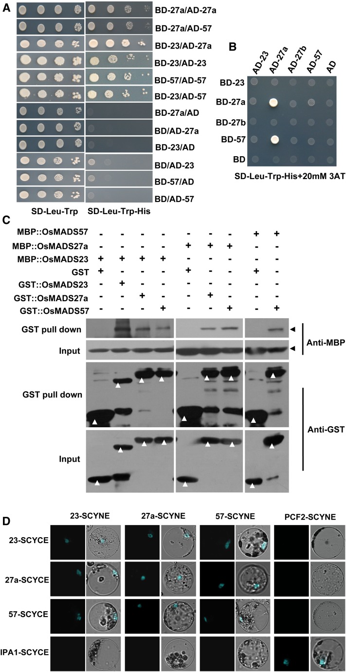 Figure 4.