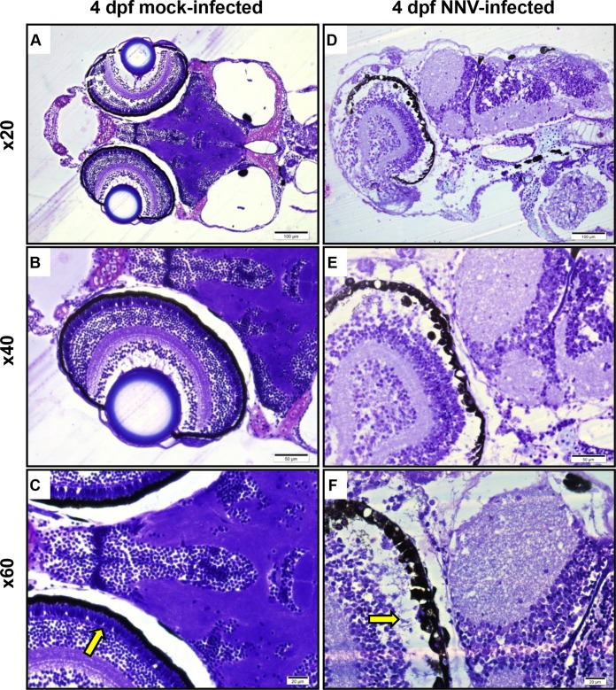 FIG 4