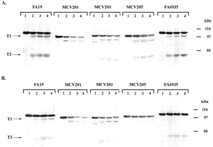 FIG. 6