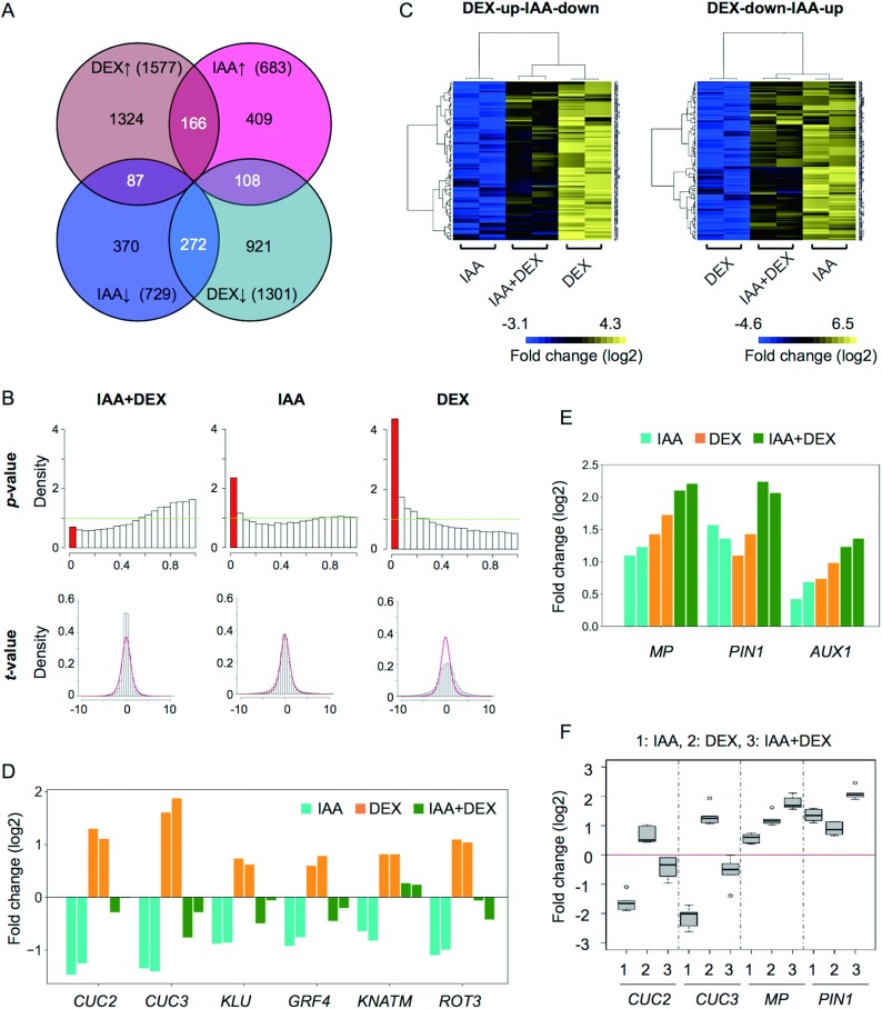 Figure 5. Genes altered in the 35Sp::WOX1-GR treated with DEX and IAA. (A) Venn diagram illustrating the numbers of genes upregulated (upward-pointing arrow) and downregulated (downward-pointing arrow) with or without DEX and IAA. (B) Histograms showing the distributions of calculated t-values and p-values for the linear model’s analysis of the interaction between DEX and IAA. See Materials and Methods for details. (C) Heat maps of fold changes in the expression levels of DEX-up-IAA-down and DEX-down-IAA-up genes compared with the mock treatment. Expression levels of DEX-up-IAA-down genes treated with IAA+DEX were greater than with IAA alone and lower than with DEX alone (left), while those of DEX-down-IAA-up genes treated with IAA+DEX were lower than with IAA alone and greater than with DEX alone (right). Data from different probes for a single gene are shown in different rows in the heat map. (D) Log2FCs in the expression levels of the DEX-up-IAA-down genes involved in shoot meristem and leaf development in comparison with the mock treatment. Two bars of the same color represent the results of two independent lines. (E) Log2FCs in the expression levels of MP, PIN1 and AUX1 in comparison with the mock treatment. Two bars of the same color represent the results of two independent lines. (F) Boxplots showing the results of the RT-qPCR analysis of CUC2, CUC3, MP and PIN1. Data were normalized by the ACT2 expression level.