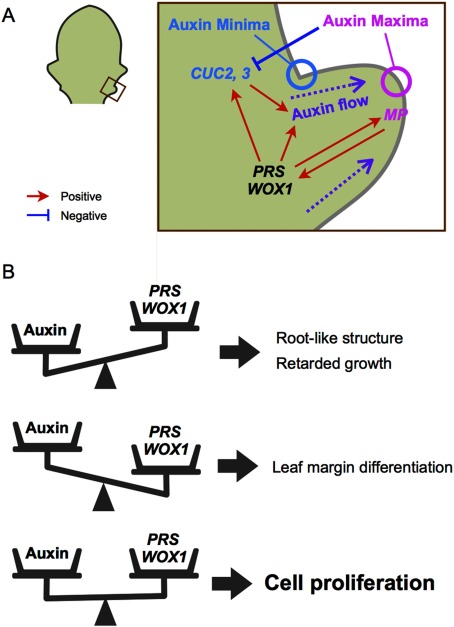 Figure 7. Models of the functions of WOX1/PRS and auxin. (A) The spatio-temporal model of the fuctions of WOX1/PRS and auxin in leaf development of wild type. (B) The model of the role of the balance between WOX1/PRS and auxin in controlling cell proliferation.