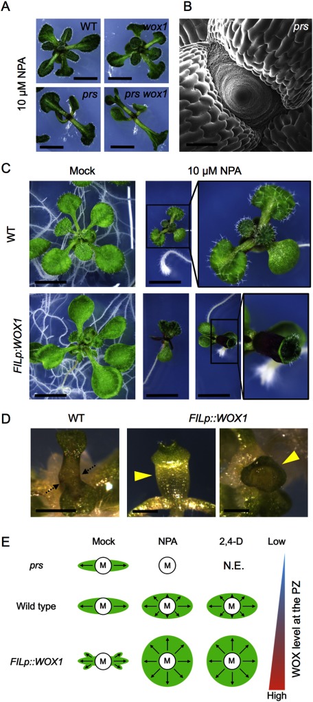 Figure 6. Roles of WOX1/PRS and auxin in leaf development. (A) Phenotype of the aerial part of wild type, prs, wox1 and prs wox1 in the presence of 10 µM NPA. Leaf initiation defects in 10 µM NPA-treated prs and prs wox1 plants. (B) Short pin-like phenotype of the 10 µM NPA-treated prs shoot apex. (C) Phenotype of wild type and the FILp::WOX1 plants treated with 10 µM NPA. (D) Leaf phenotype of 1 µM 2,4-D-treated FILp::WOX1 plants. The arrows indicate the fusion of petioles between two leaves observed in wild type. The arrow heads indicate cup-shaped leaves observed in the FILp::WOX1 plants. Plants shown in (A–D) were grown on a solid medium. (E) Summary of the leaf phenotypes of mock-, NPA- or 2,4-D-treated plants. Schematic diagram of the vicinity of the shoot apical meristem observed from above. “M” represents the center of the meristem, “PZ” represents the peripheral zone, and “N.E”. represents “not examined”. Arrows indicate the degree and direction of growth. Scale bars, 4 mm (A), 200 µm (B), 1 cm (C), 1 mm (D).