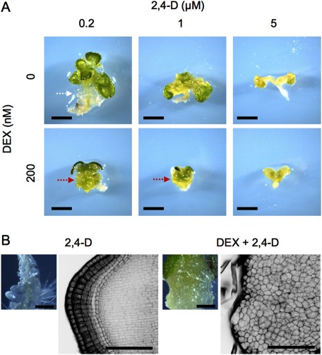 Figure 4. Effects of a simultaneous application of DEX and 2,4-D on Arabidopsis seedling phenotypes. (A) The 35Sp::WOX1-GR plants grown on liquid media containing various concentrations of DEX and/or 2,4-D for three weeks. The relatively low concentration of 2,4-D led to white friable tissue formation (white arrow) in the absence of DEX but green compact calli in the presence of DEX (red arrows). (B) The 35Sp::WOX1-GR plants grown on solid media containing 125 nM DEX and/or 1 µM 2,4-D for 12 day. The left panels are stereomicroscopic images, and the right ones are black-and-white reversal images observed with confocal laser scanning microscope after modified pseudo-Schiff–propidium iodide staining. Scale bars, 2 mm (A), 0.5 mm (B, left panels), 100 µm (B, right panels).